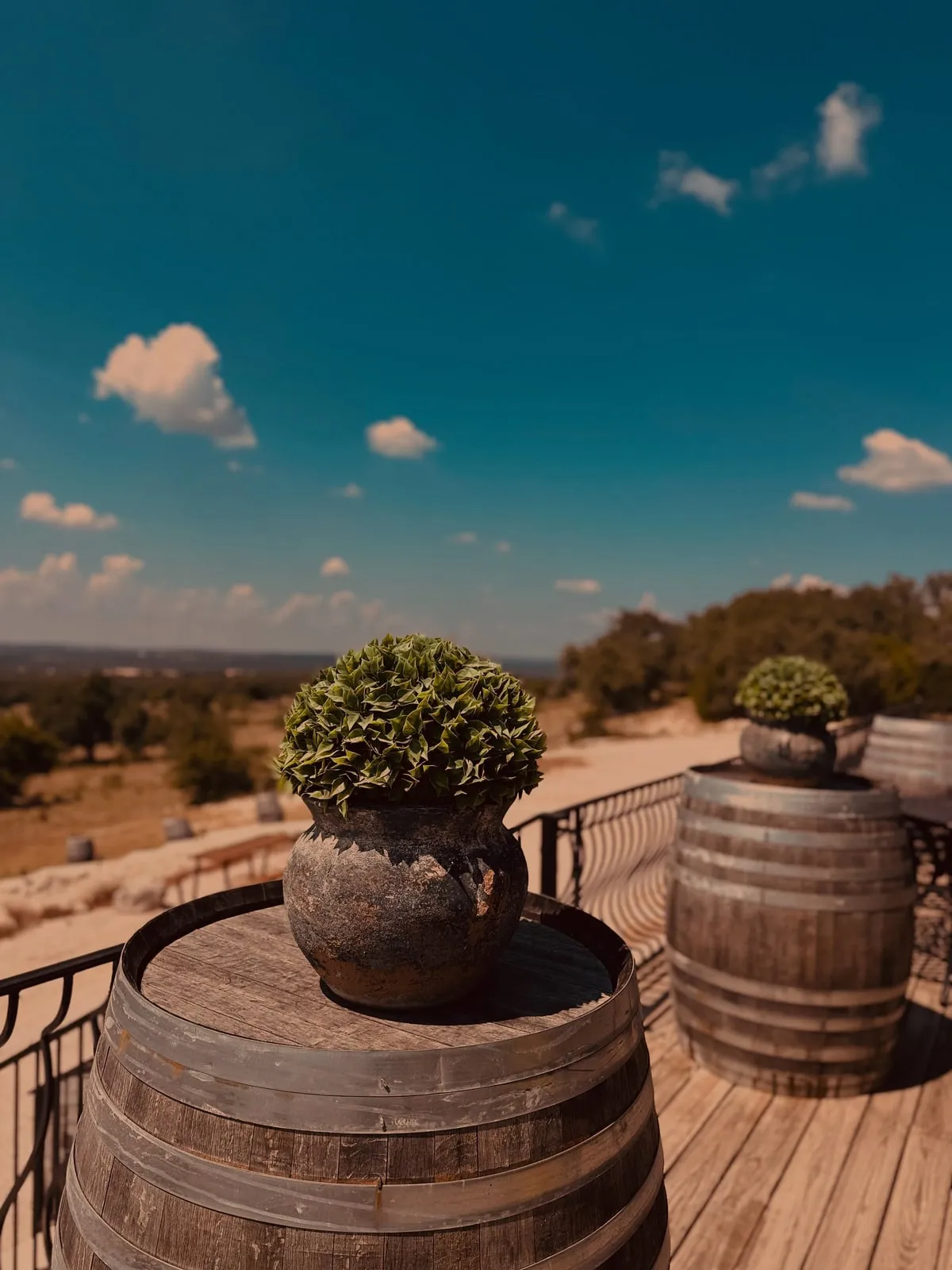 Wine barrels topped with potted topiary on the terrace, hill country and big sky beyond
